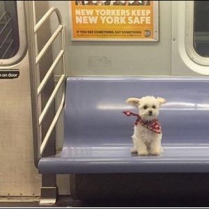 Meet your Posher, Carolina